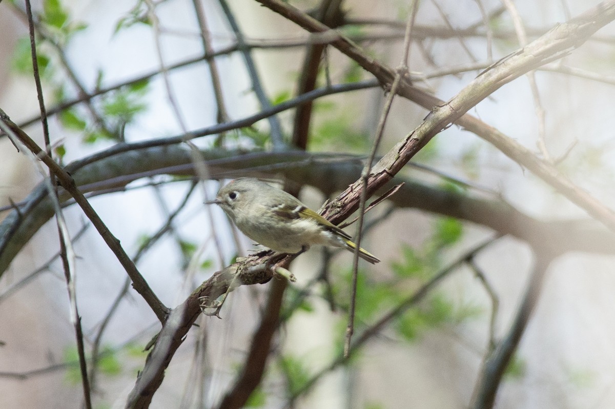 Ruby-crowned Kinglet - ML436139581