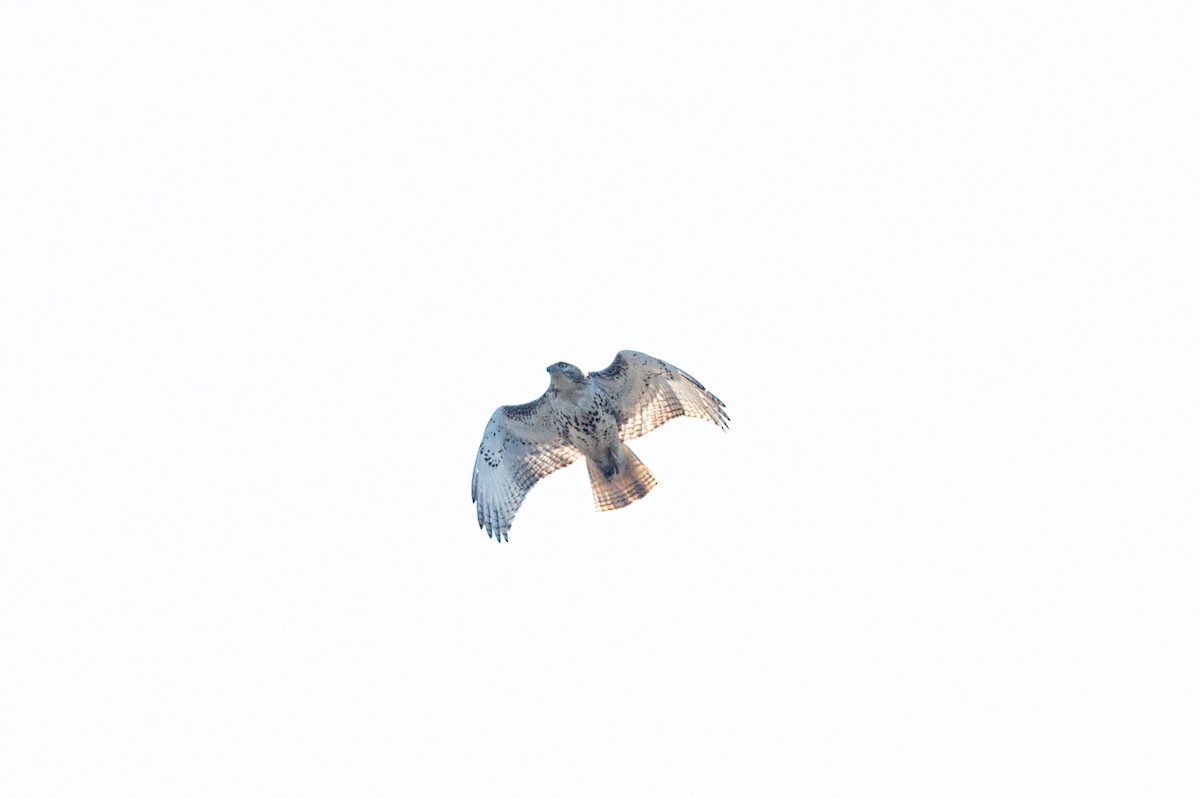 Red-tailed Hawk - Michael Barath