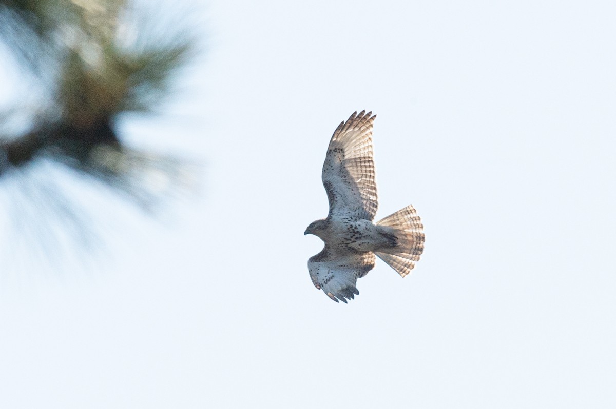 Rotschwanzbussard - ML436139801