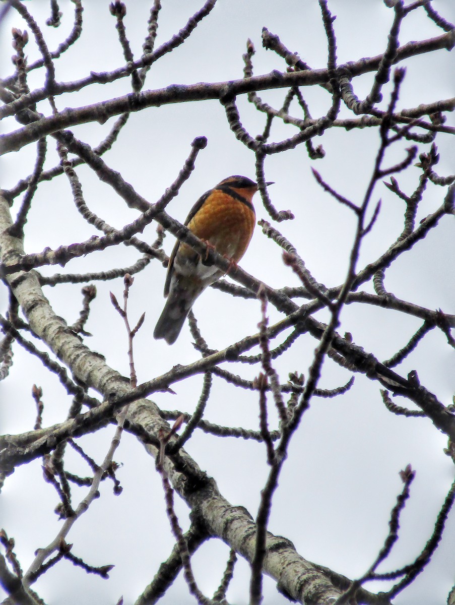 Varied Thrush - ML436139891