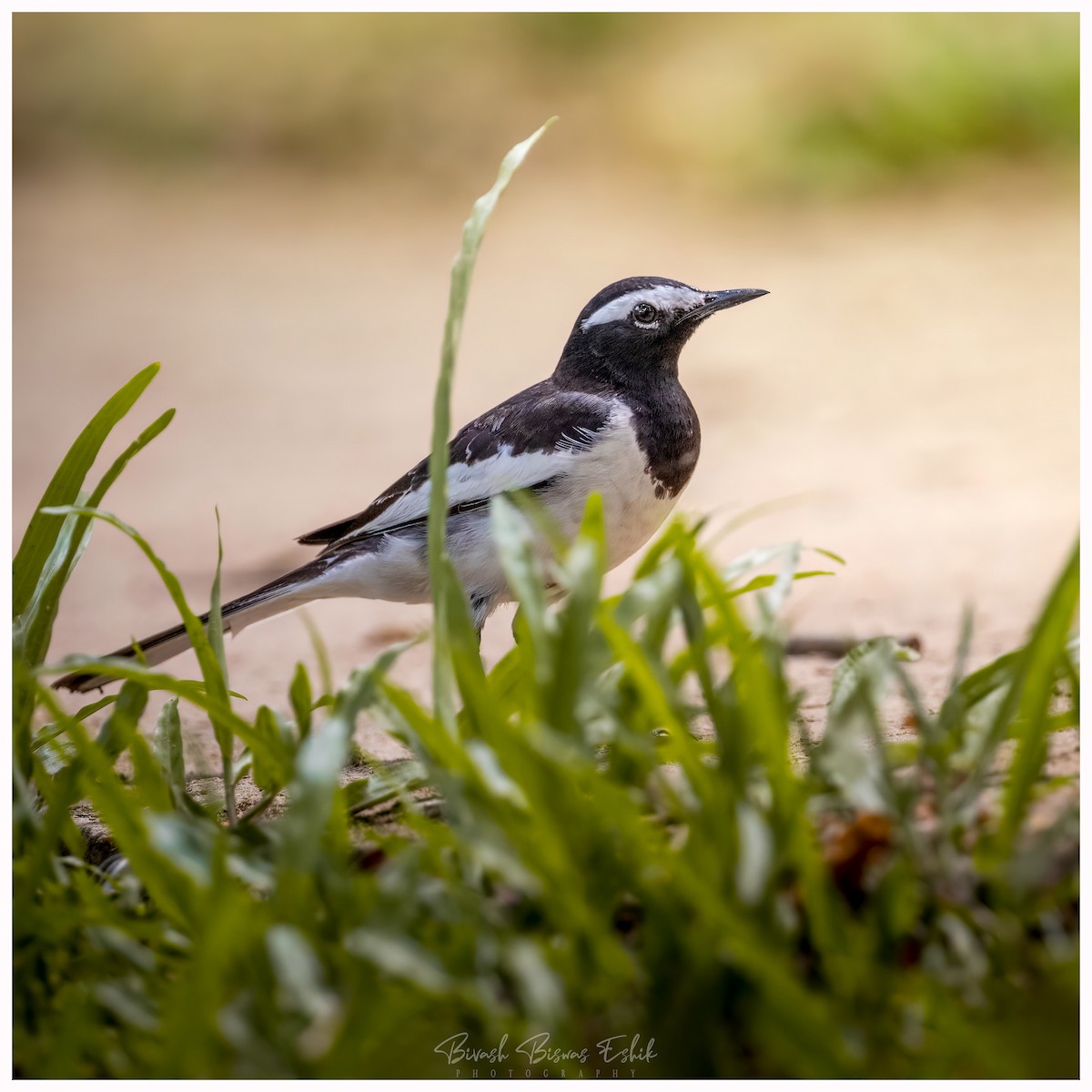 White-browed Wagtail - ML436140251