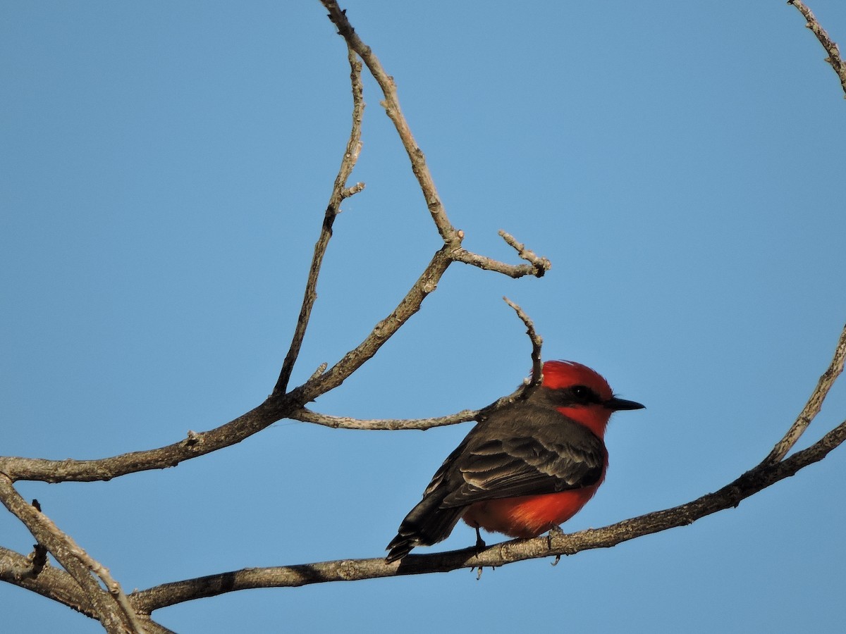 Vermilion Flycatcher - ML43614261