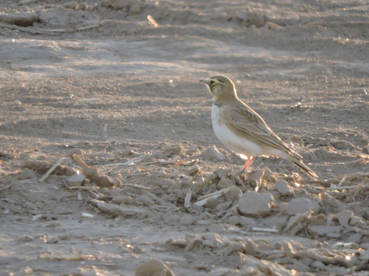 Horned Lark - ML43614281