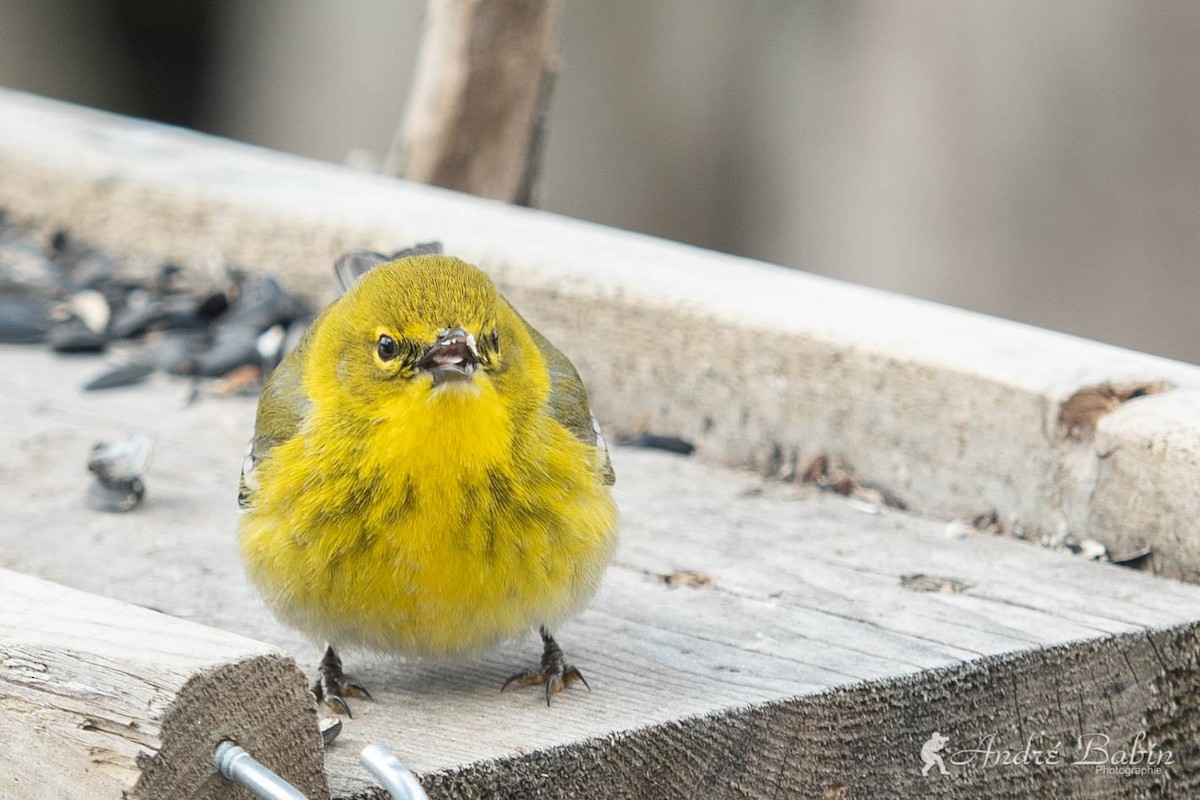 Pine Warbler - ML436143981