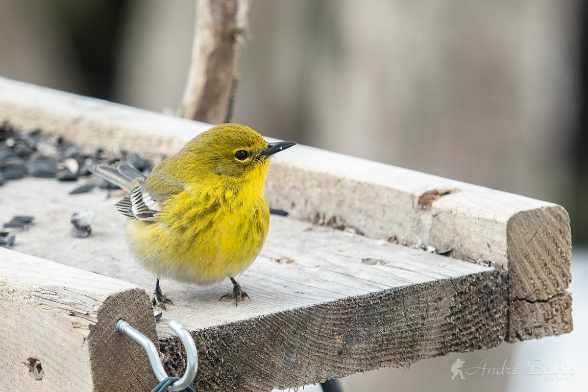 Pine Warbler - ML436143991