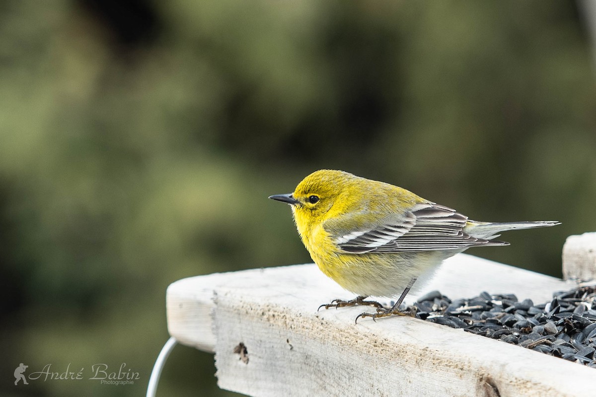 Pine Warbler - ML436144001
