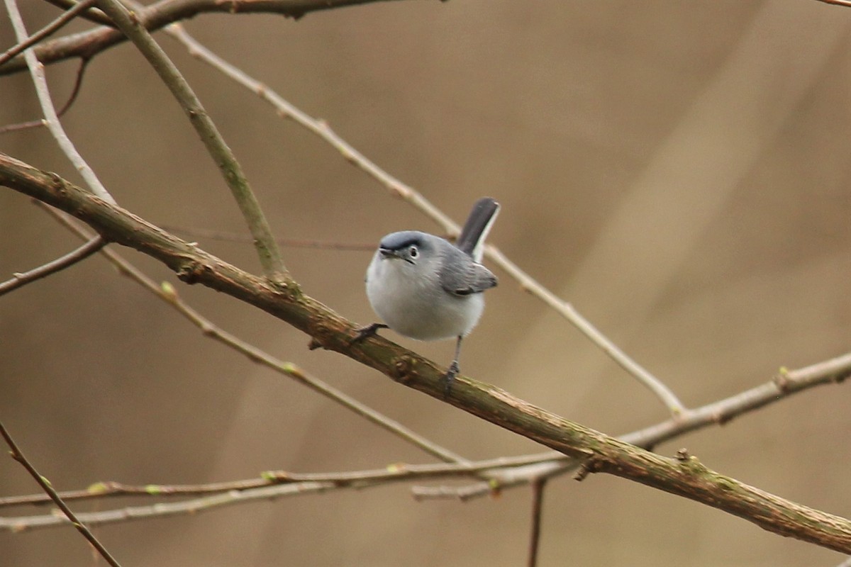 Blue-gray Gnatcatcher - ML436145311