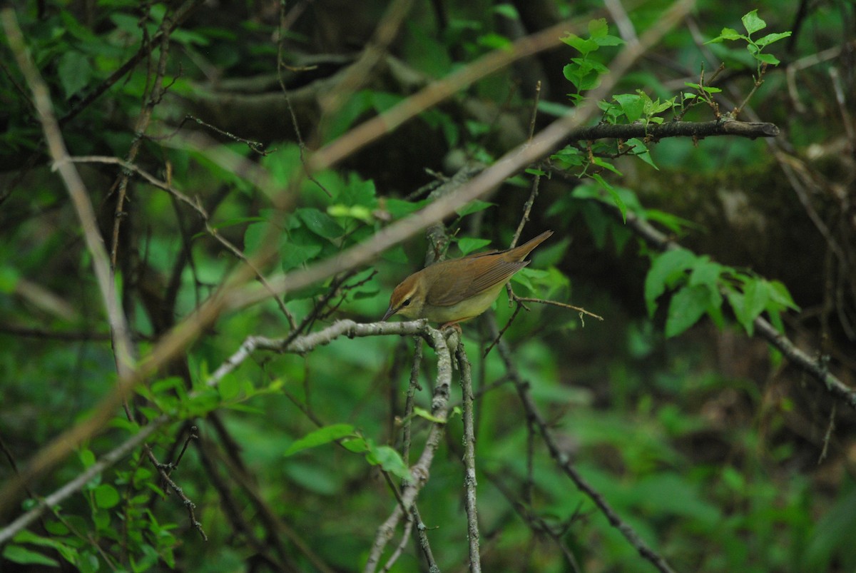 Swainson's Warbler - ML436145871