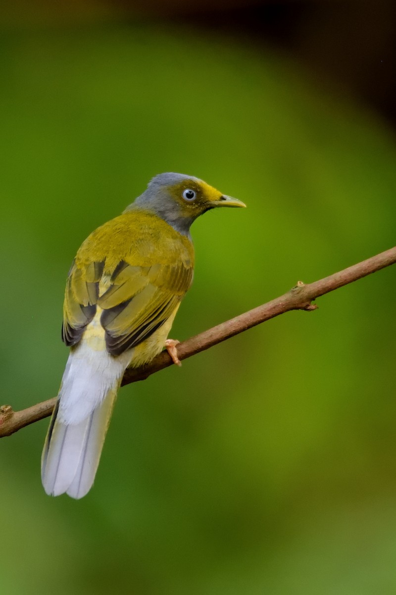 Gray-headed Bulbul - ML43614591