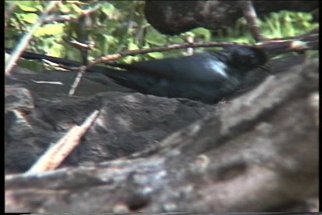 Bristle-crowned Starling - ML436148