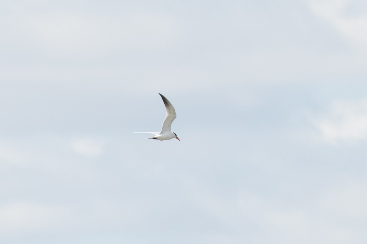 Caspian Tern - ML436148301