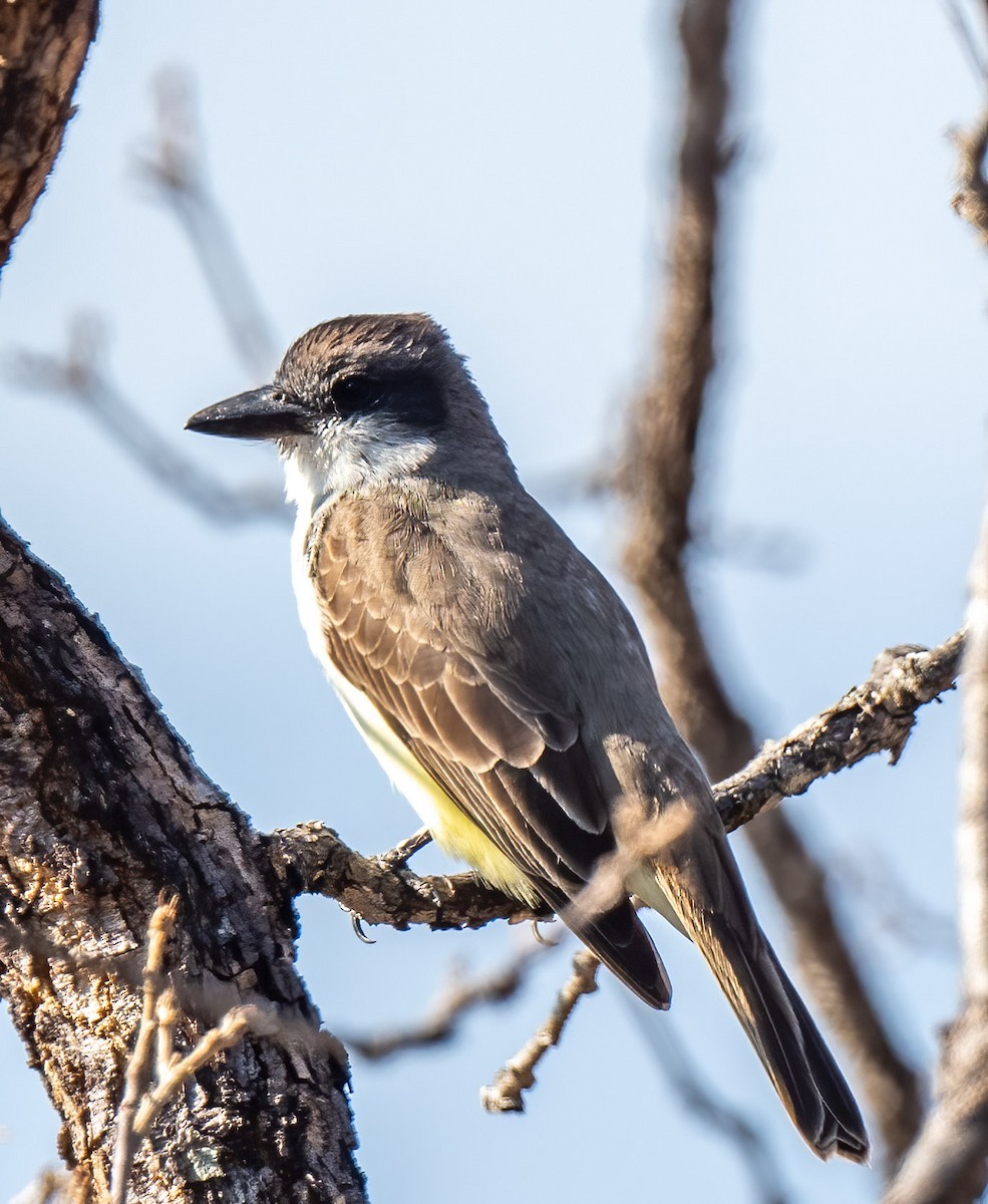 Dickschnabel-Königstyrann - ML436148631