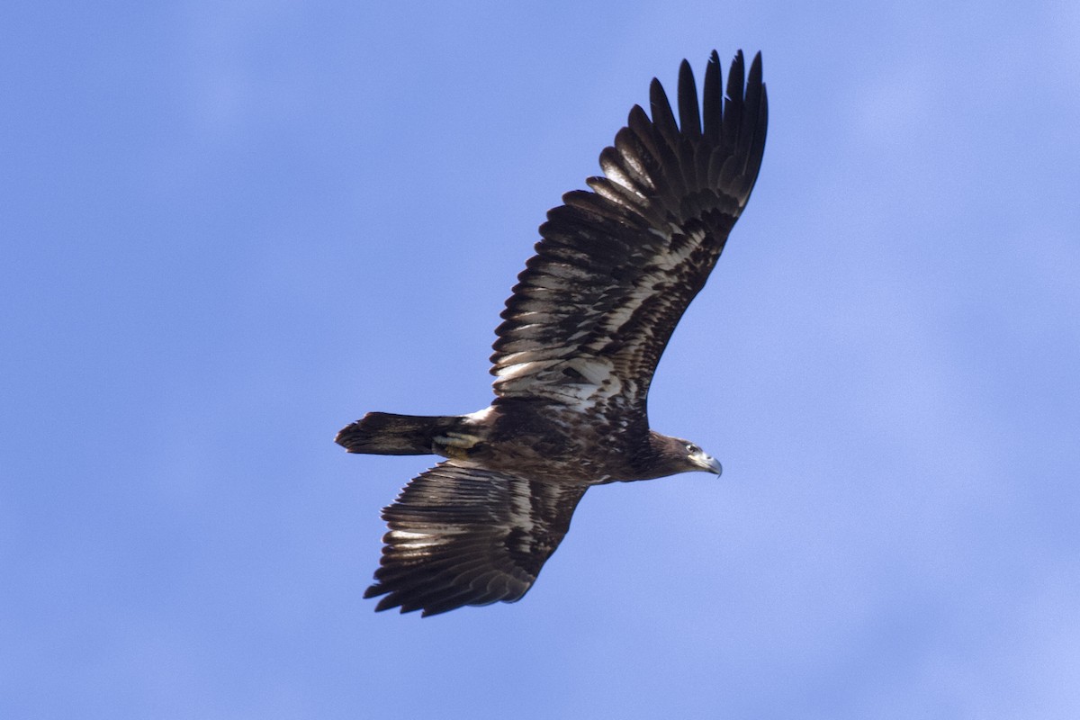 Bald Eagle - ML436148671