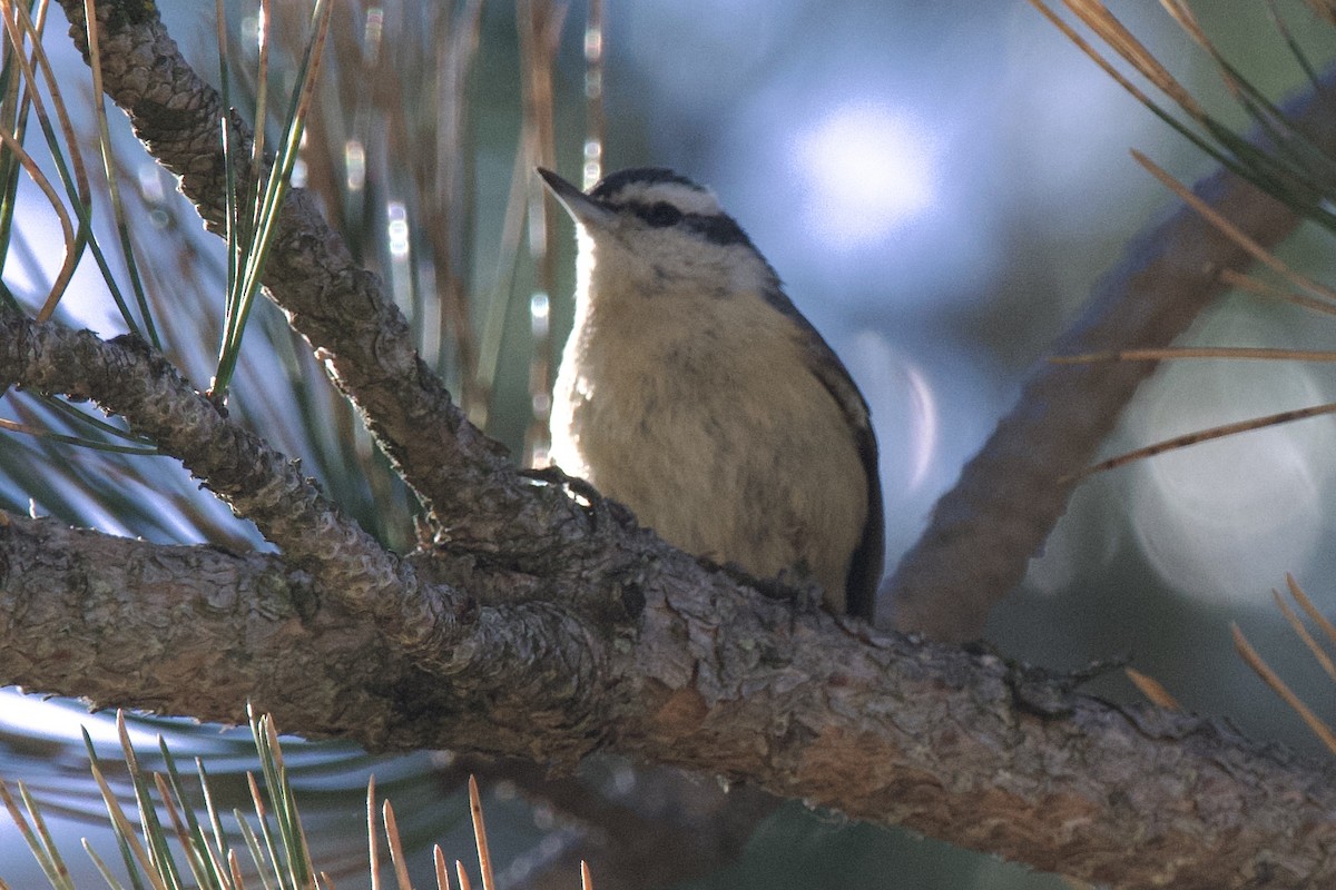 Red-breasted Nuthatch - ML436148731