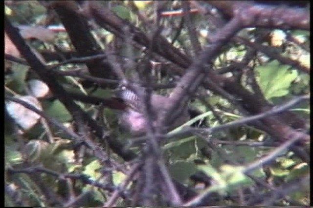 Black-cheeked Waxbill - ML436149