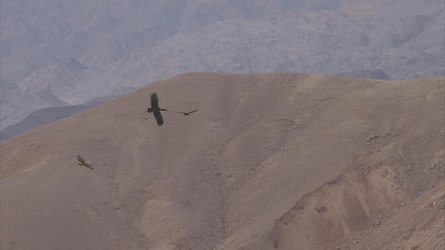 Long-legged Buzzard - ML436150041