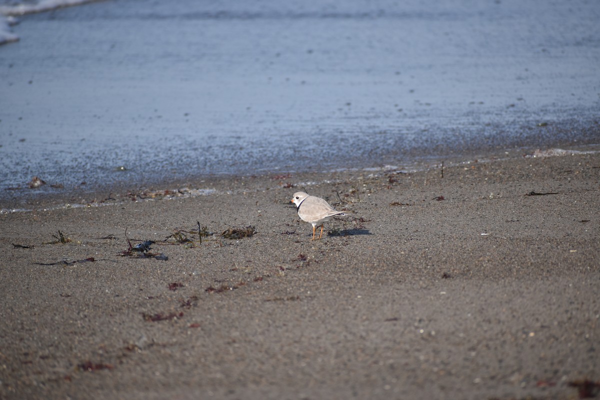 Piping Plover - ML436150301