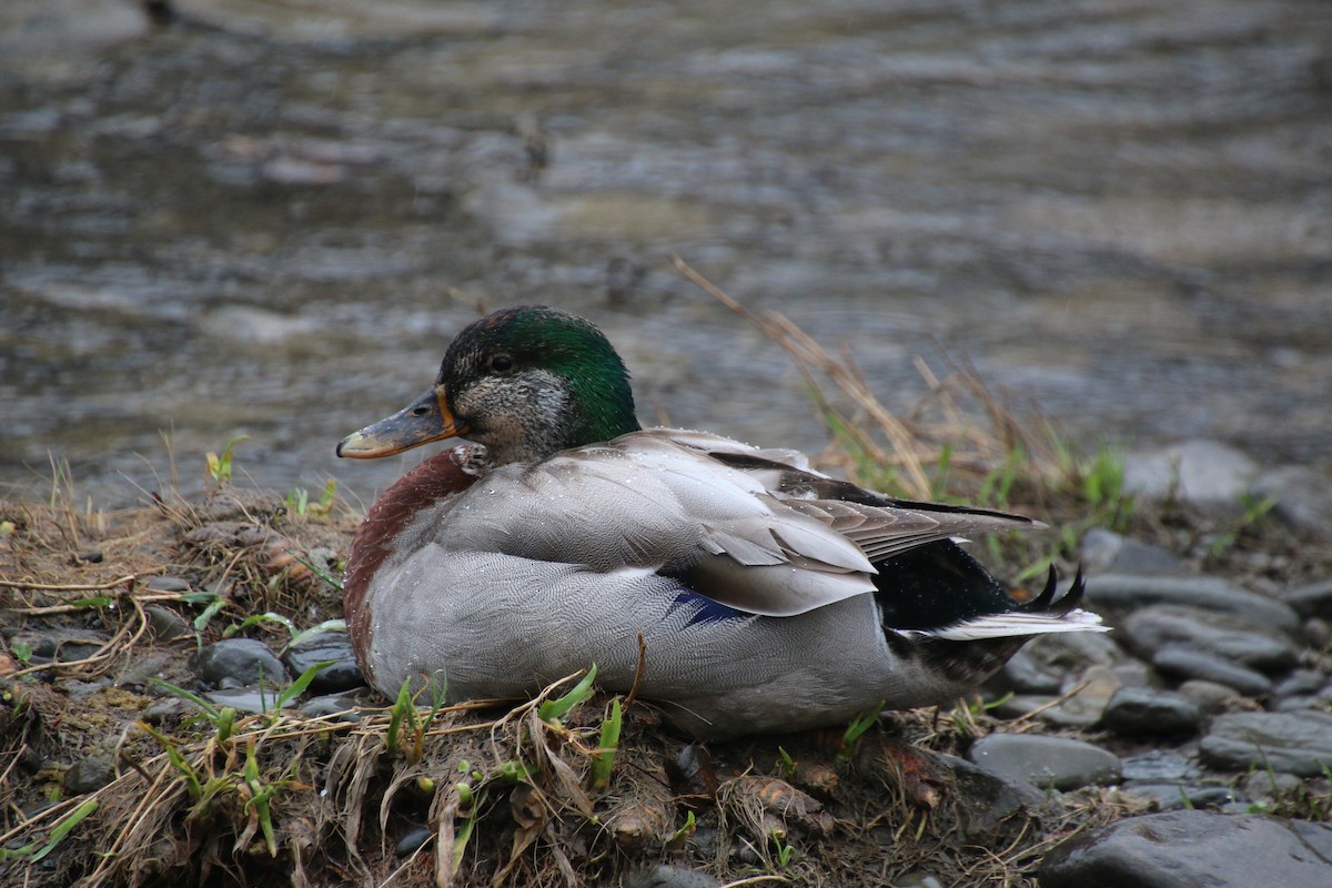 Mallard - ML436150841