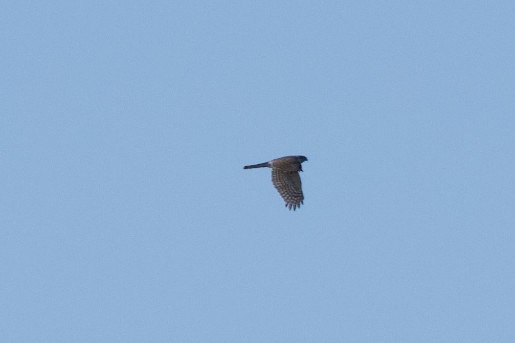 Sharp-shinned Hawk - ML436151941