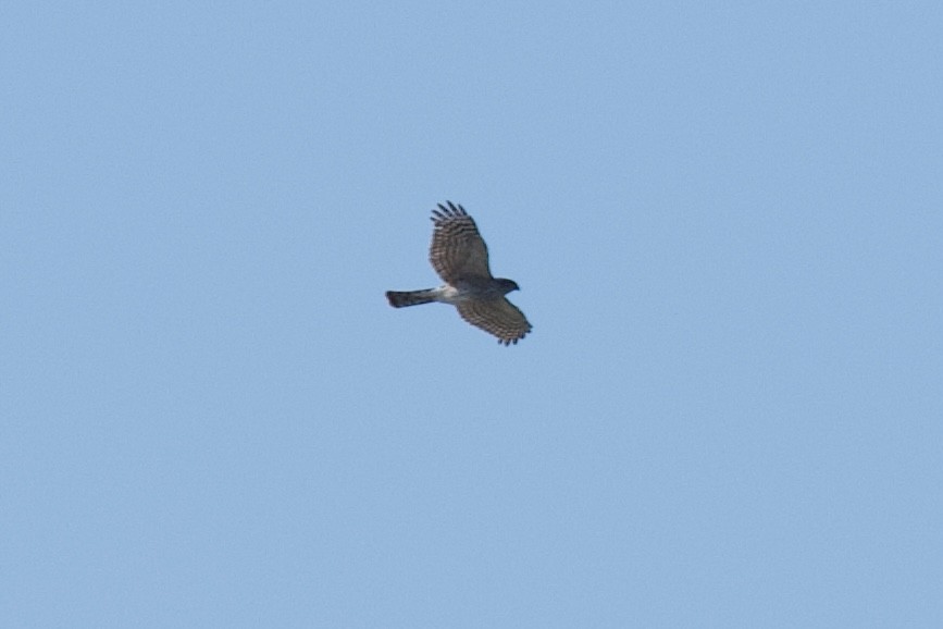 Sharp-shinned Hawk - ML436151951