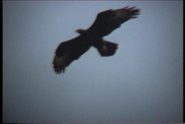 Verreaux's Eagle - ML436152