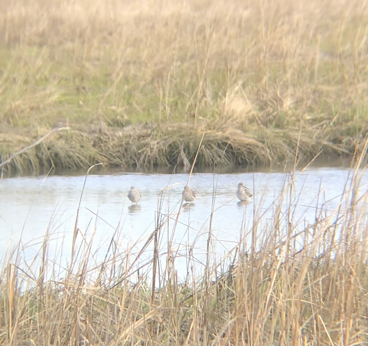 Lesser/Greater Yellowlegs - ML436152551