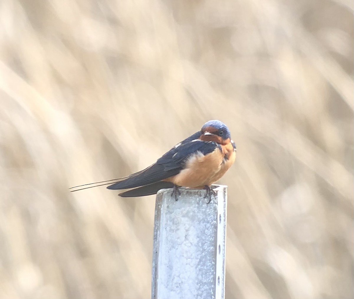 Barn Swallow - ML436152921