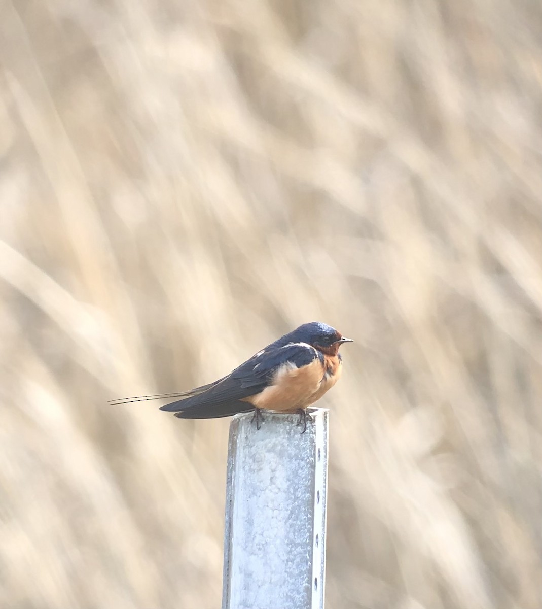 Barn Swallow - ML436152931