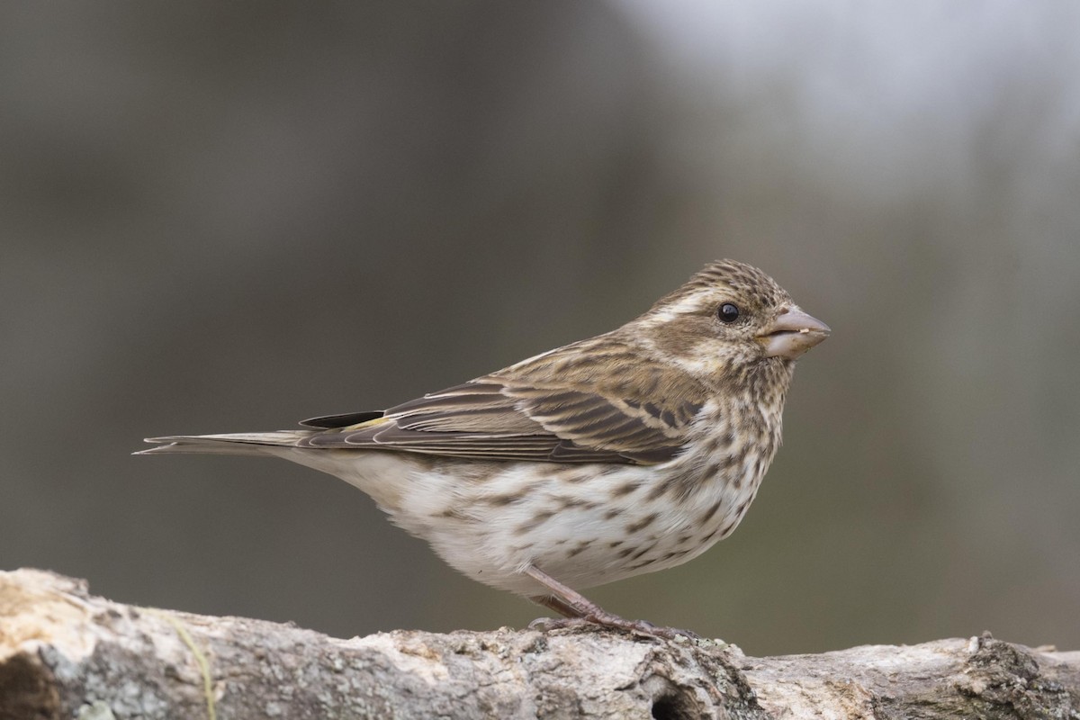 Purple Finch - ML436153921