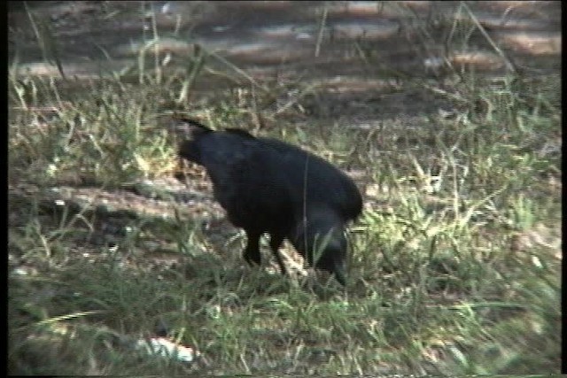 Fan-tailed Raven - ML436154