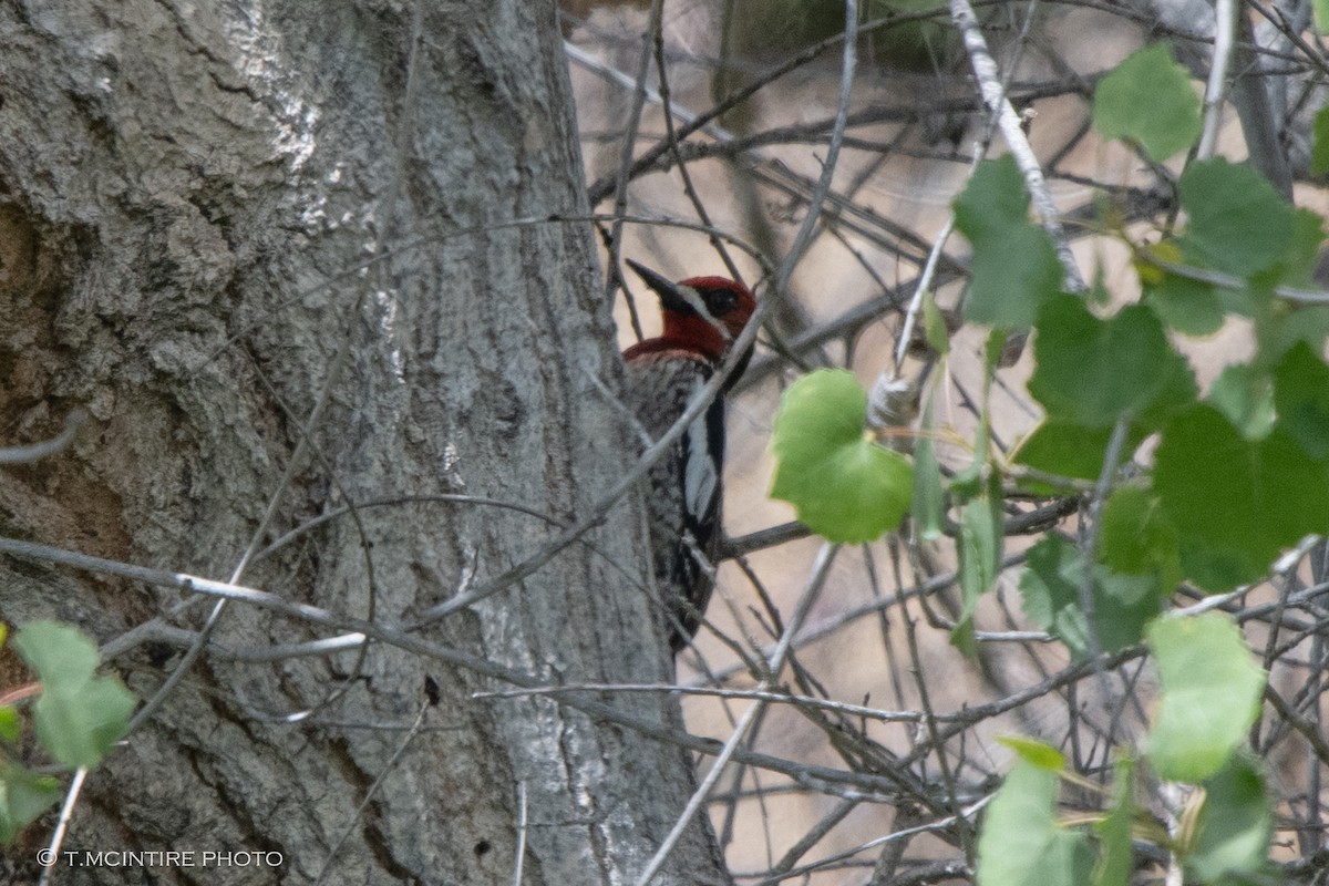 Red-breasted Sapsucker - ML436154151