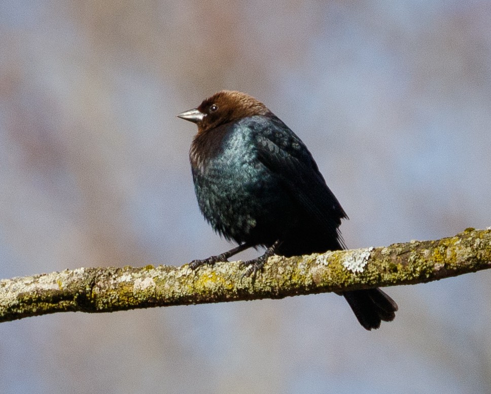 Brown-headed Cowbird - ML436154211