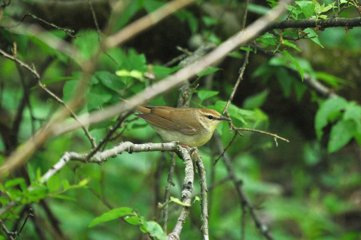 Swainson's Warbler - ML436154691