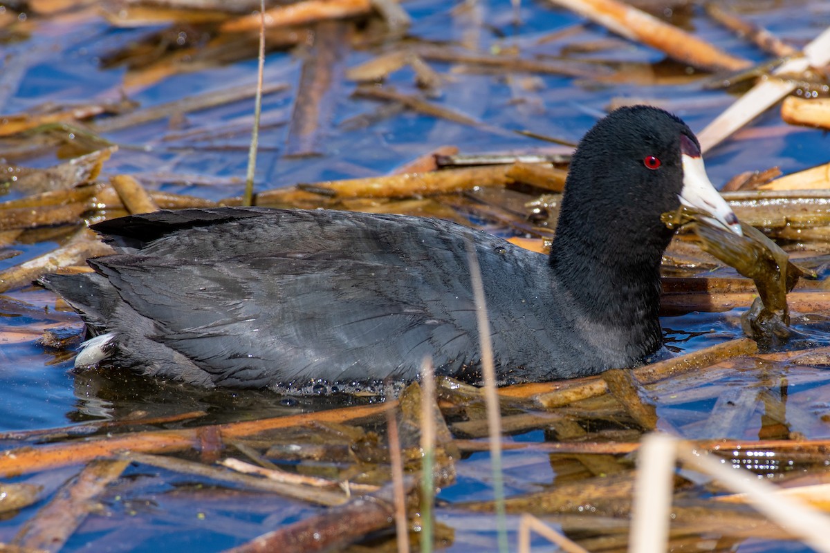 American Coot - ML436155811