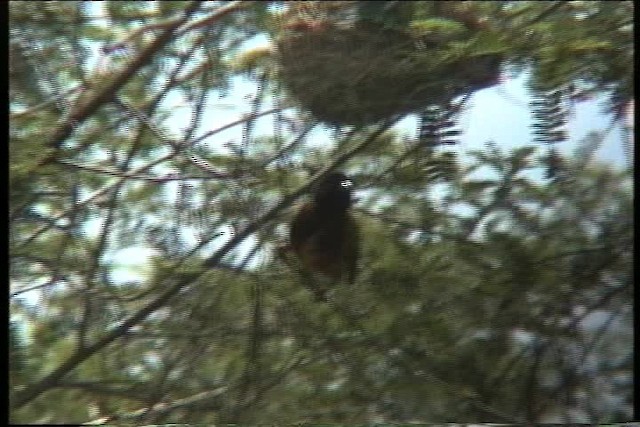 Tisserin à dos d'or - ML436156