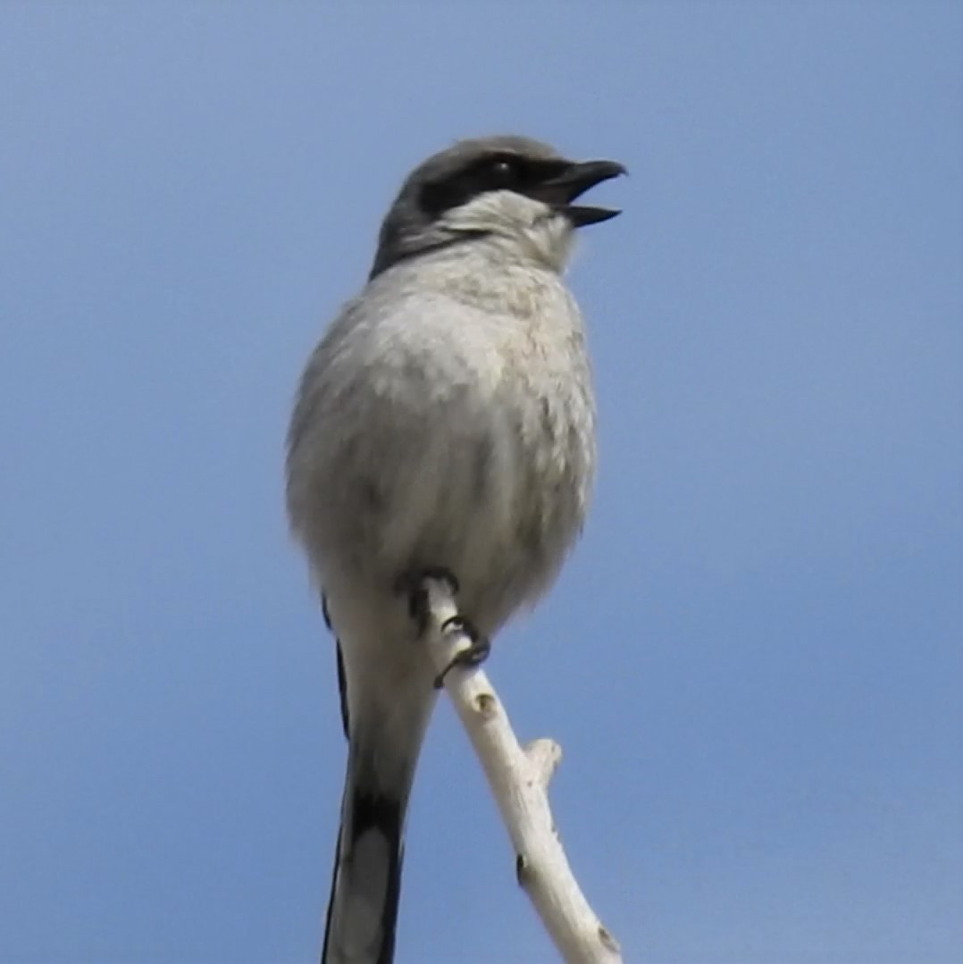 Loggerhead Shrike - ML436156561