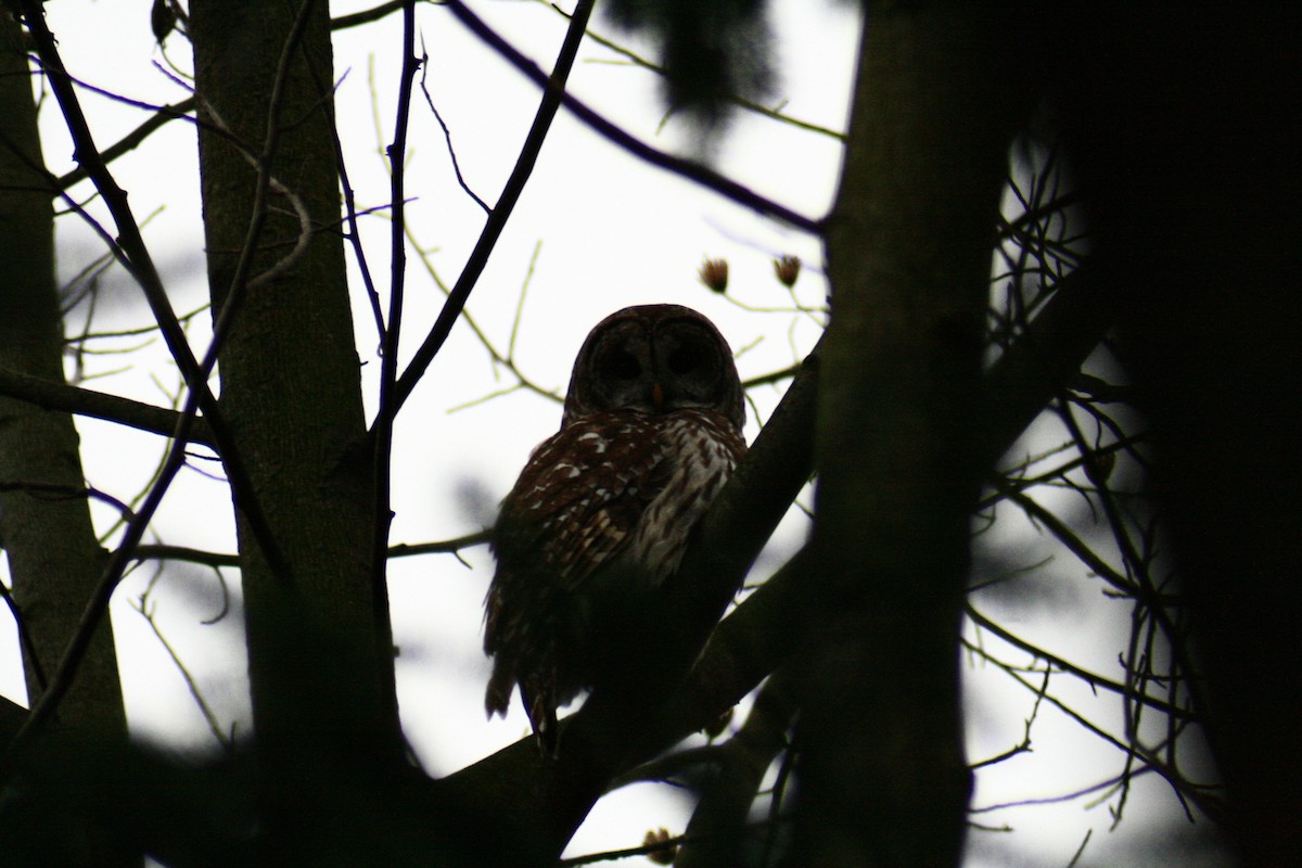 Barred Owl - ML43615661