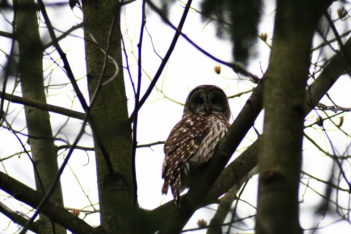 Barred Owl - ML43615721