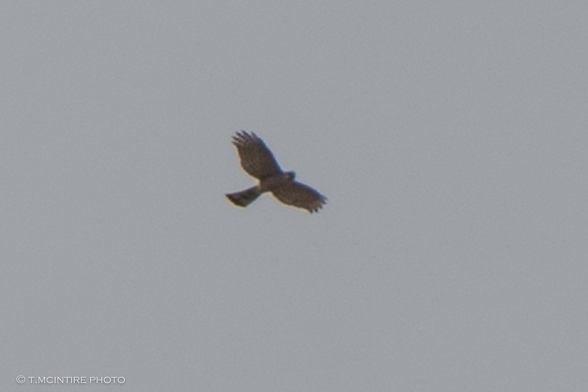 Sharp-shinned Hawk - ML436157261