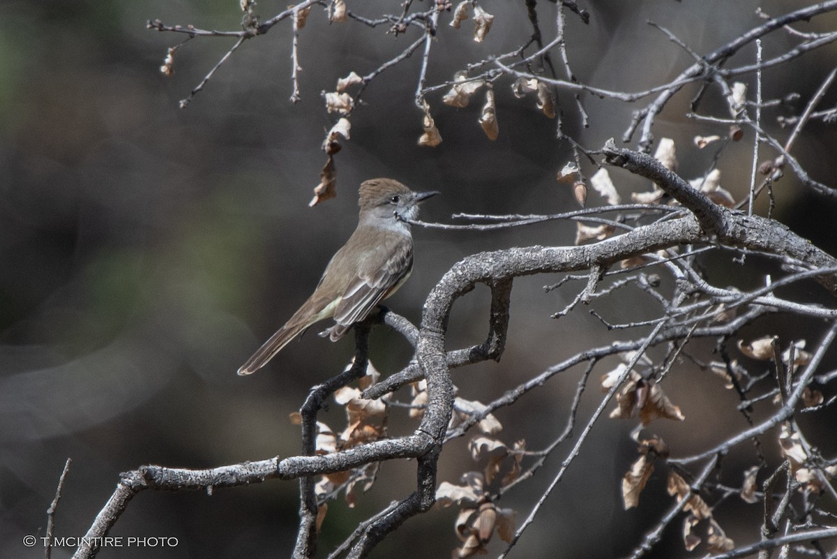 Ash-throated Flycatcher - ML436157371