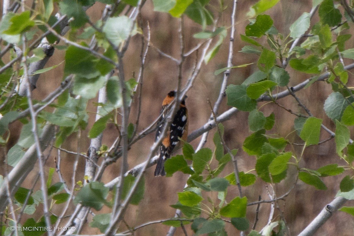 Black-headed Grosbeak - ML436157511