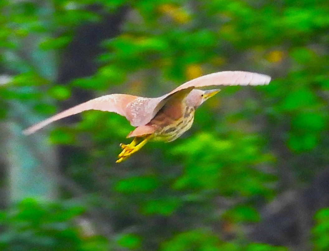 Cinnamon Bittern - Sita Susarla