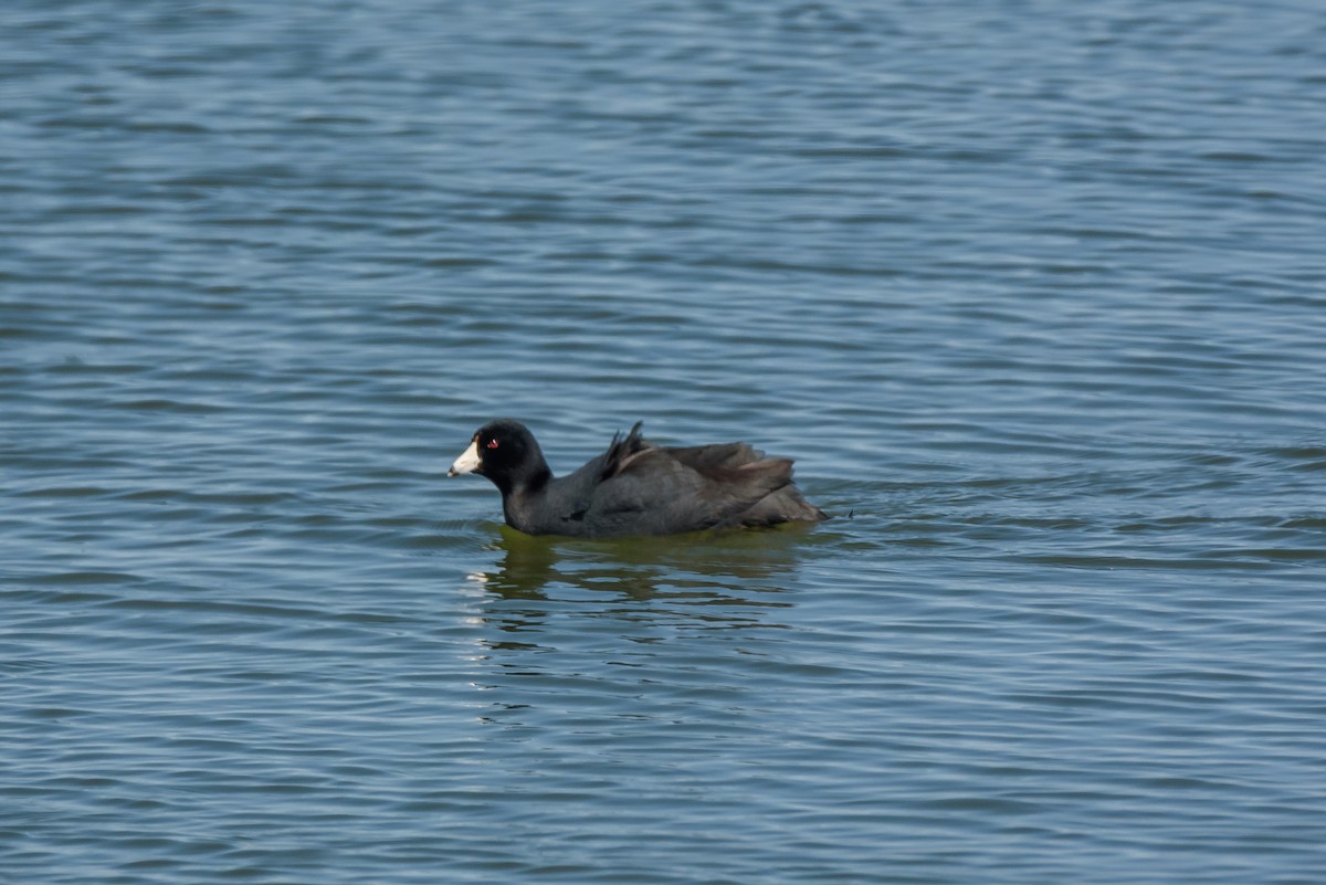 American Coot - ML436158451