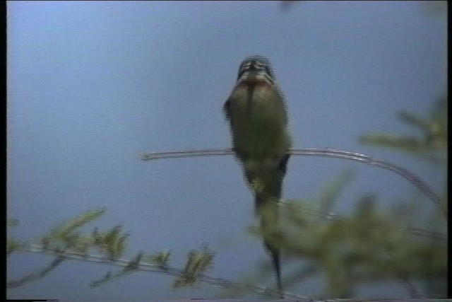 Madagascar Bee-eater - ML436159