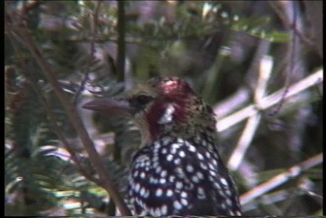 Red-and-yellow Barbet - ML436162