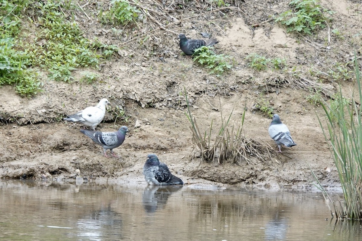 Rock Pigeon (Feral Pigeon) - ML436162881