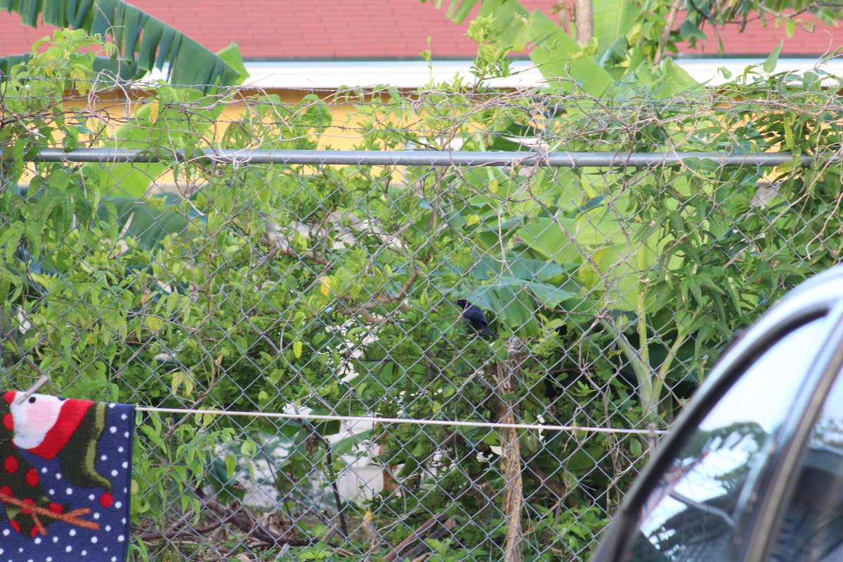 Shiny Cowbird - ML43616441