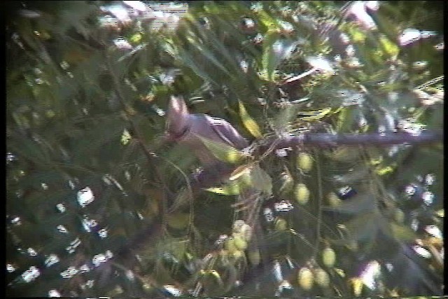 Blue-naped Mousebird - ML436165