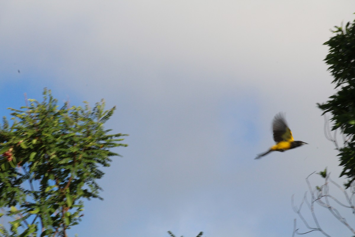 Bahama Oriole - ML43616521