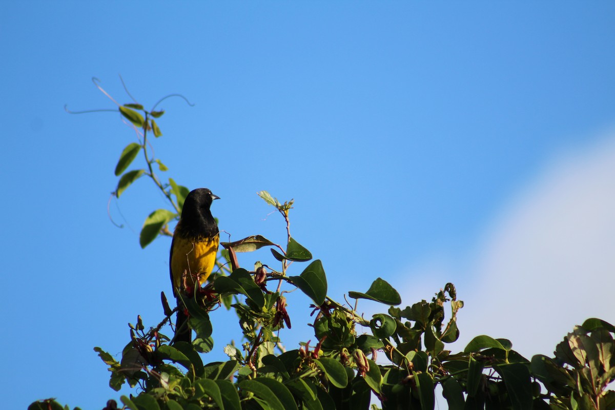 Bahama Oriole - ML43616561